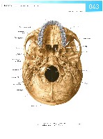 Sobotta Atlas of Human Anatomy  Head,Neck,Upper Limb Volume1 2006, page 50